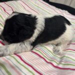 Marge – Miniature Schnoodle $2500