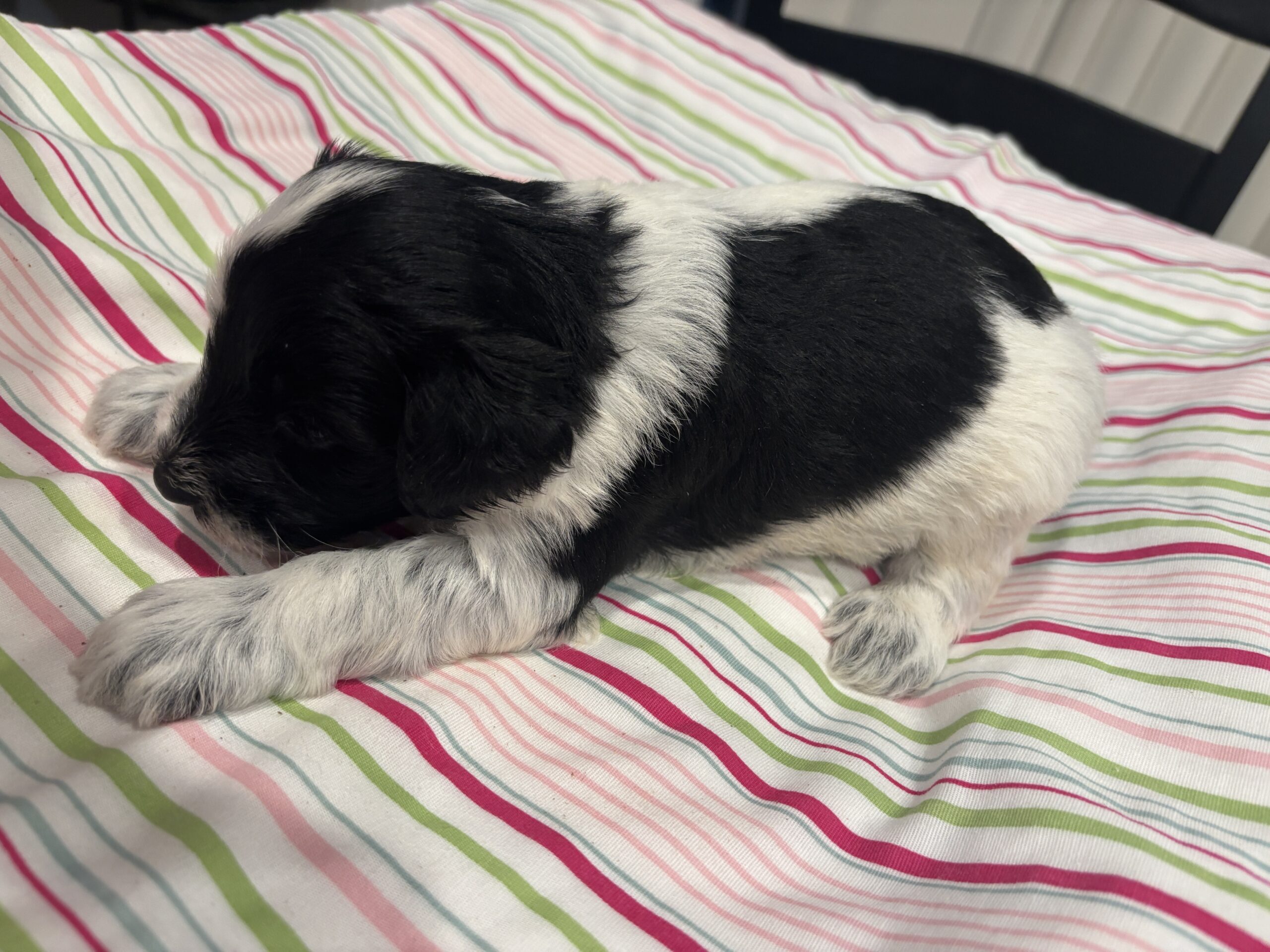 Marge – Miniature Schnoodle $2500