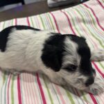 Marge – Miniature Schnoodle $2500