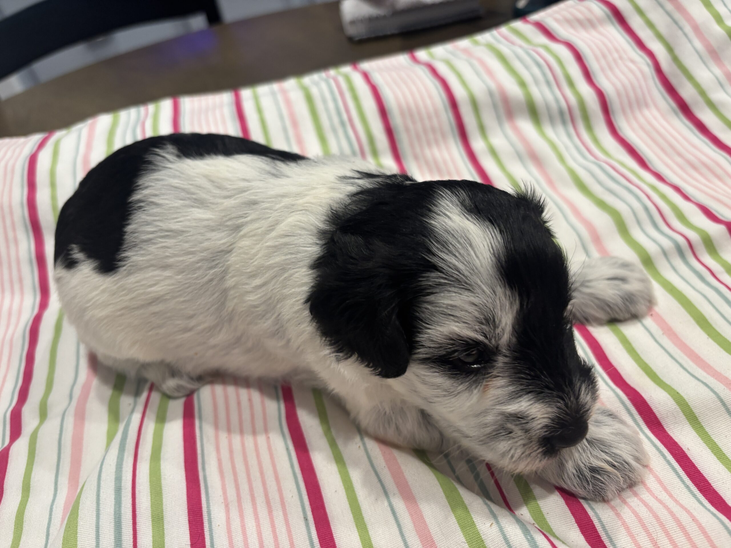 Marge – Miniature Schnoodle $2500