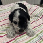 Marge – Miniature Schnoodle $2500