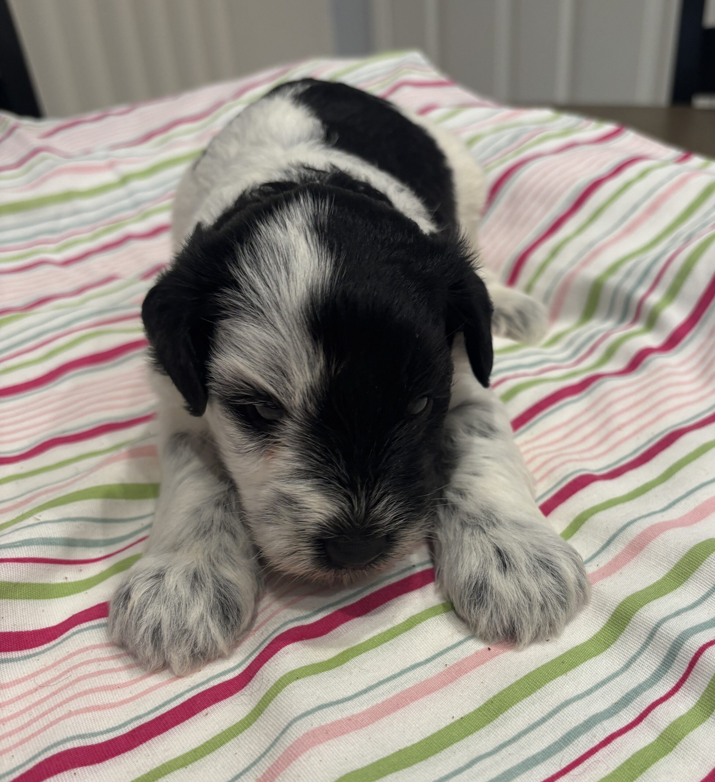 Marge – Miniature Schnoodle $2500