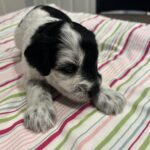 Marge – Miniature Schnoodle $2500