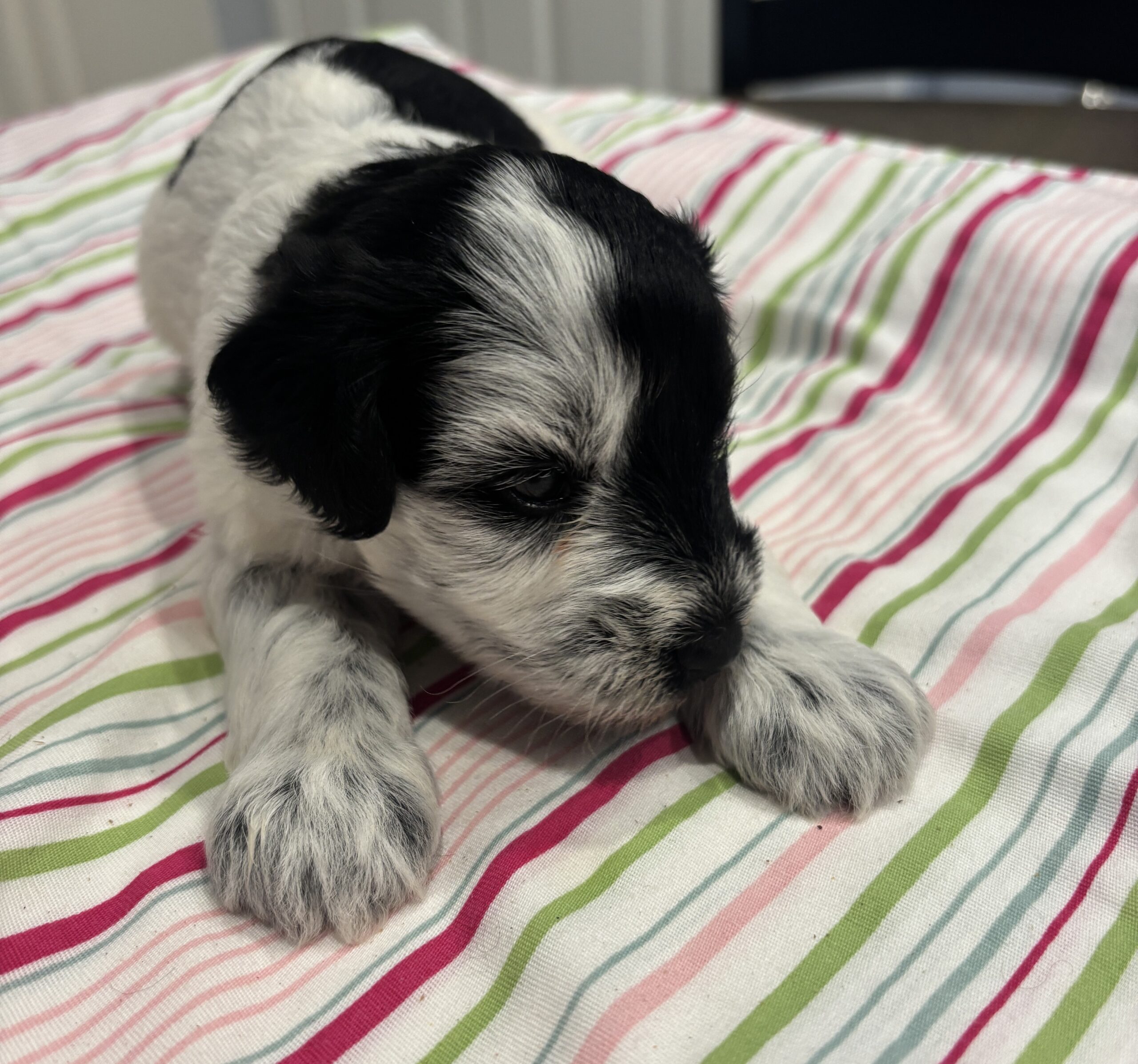 Marge – Miniature Schnoodle $2500