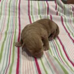 Milhouse – Miniature Schnoodle $3200