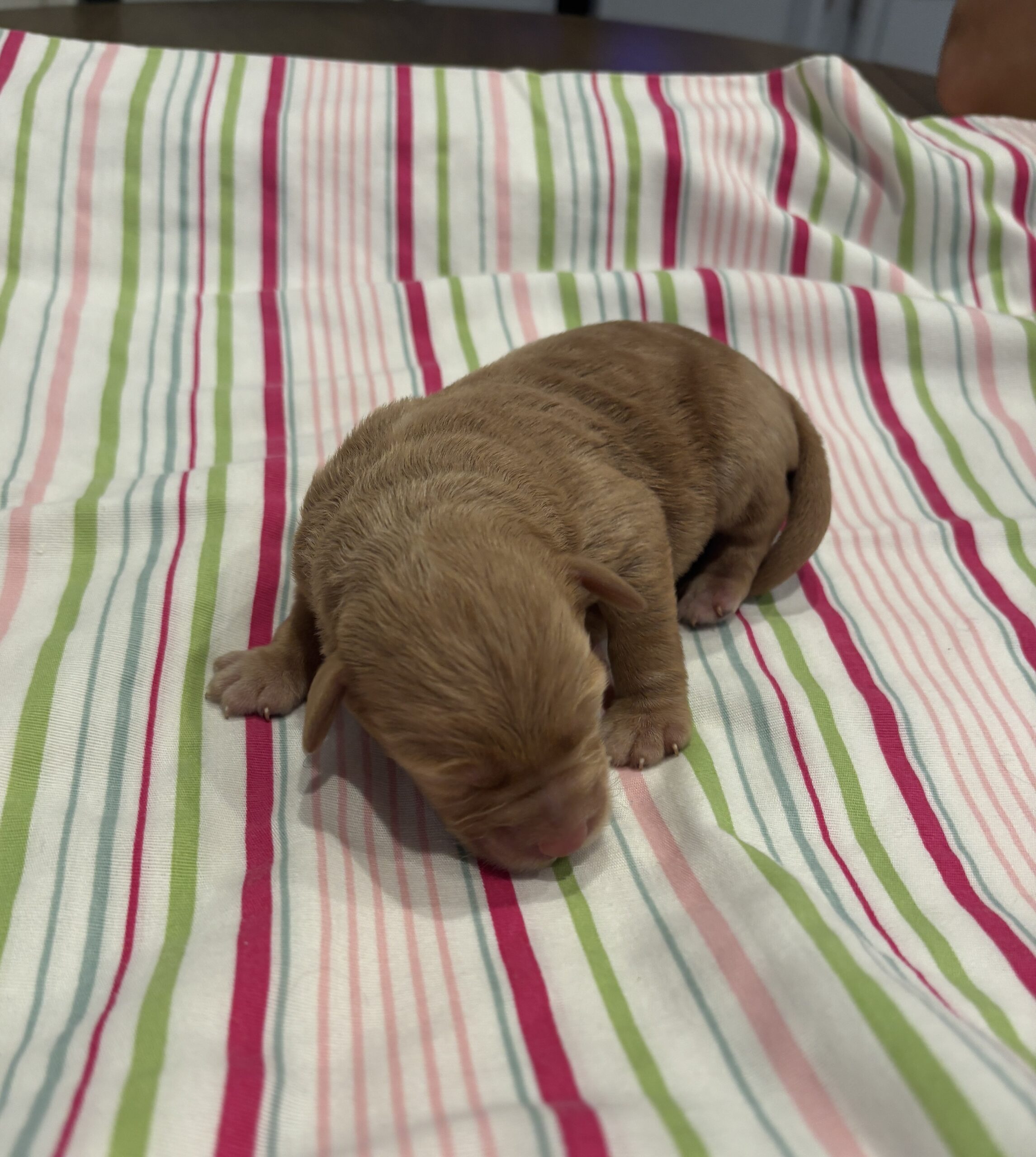 Milhouse – Miniature Schnoodle $3200