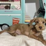 MILHOUSE – Miniature Schnoodle $2400
