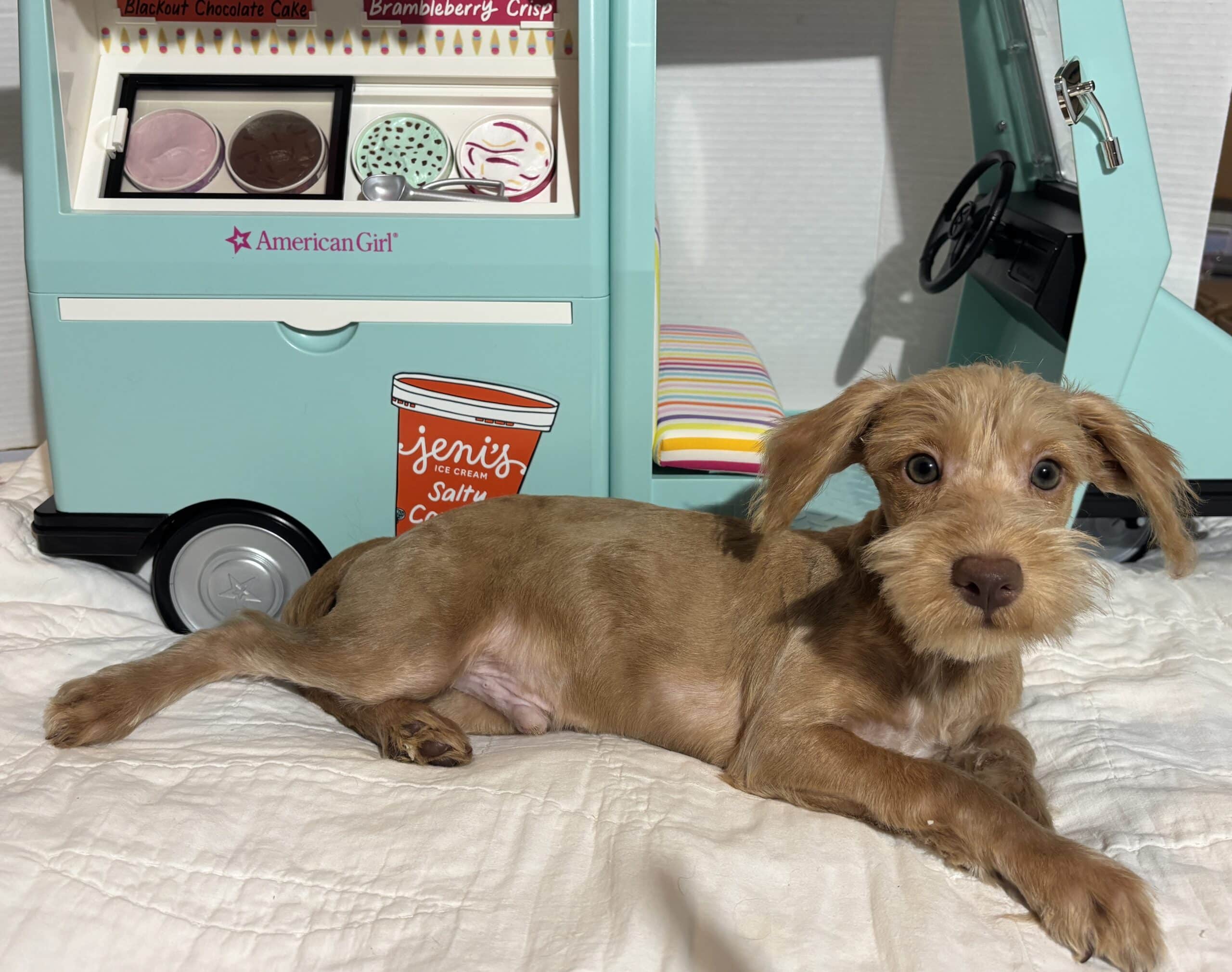 MILHOUSE – Miniature Schnoodle $2400