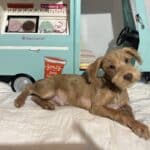 MILHOUSE – Miniature Schnoodle $2400