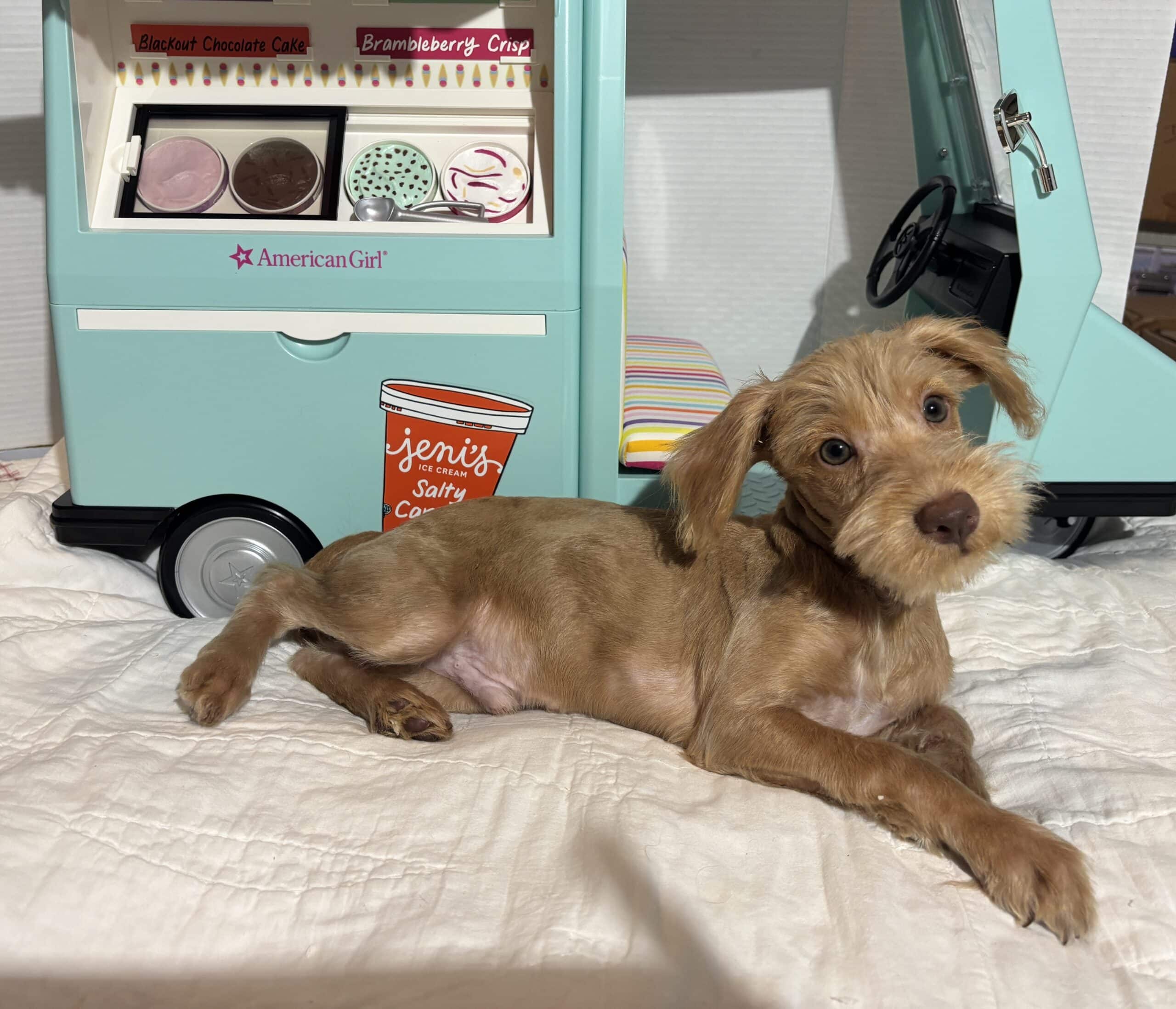 MILHOUSE – Miniature Schnoodle $2400