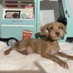 MILHOUSE – Miniature Schnoodle $2400