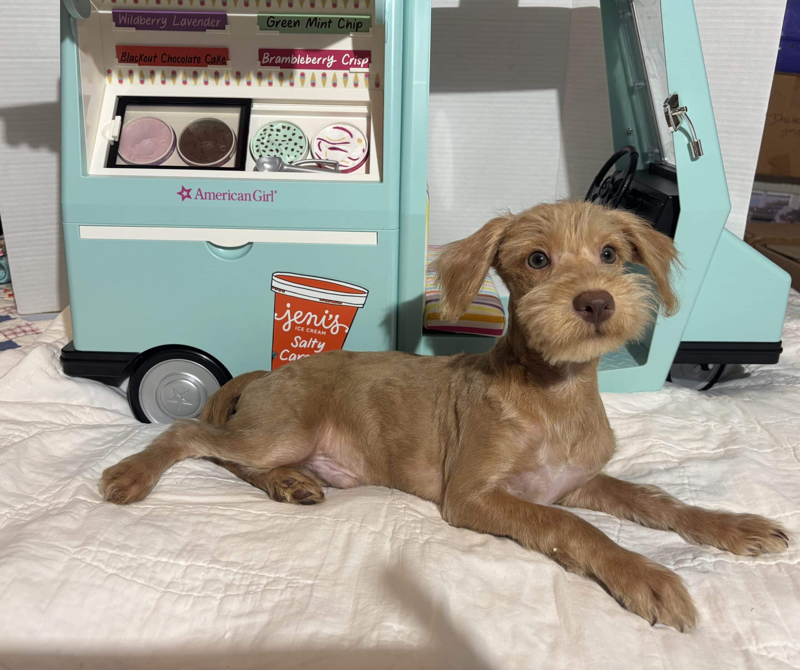 MILHOUSE – Miniature Schnoodle $2400
