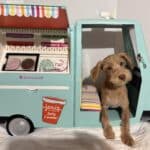 MILHOUSE – Miniature Schnoodle $2400