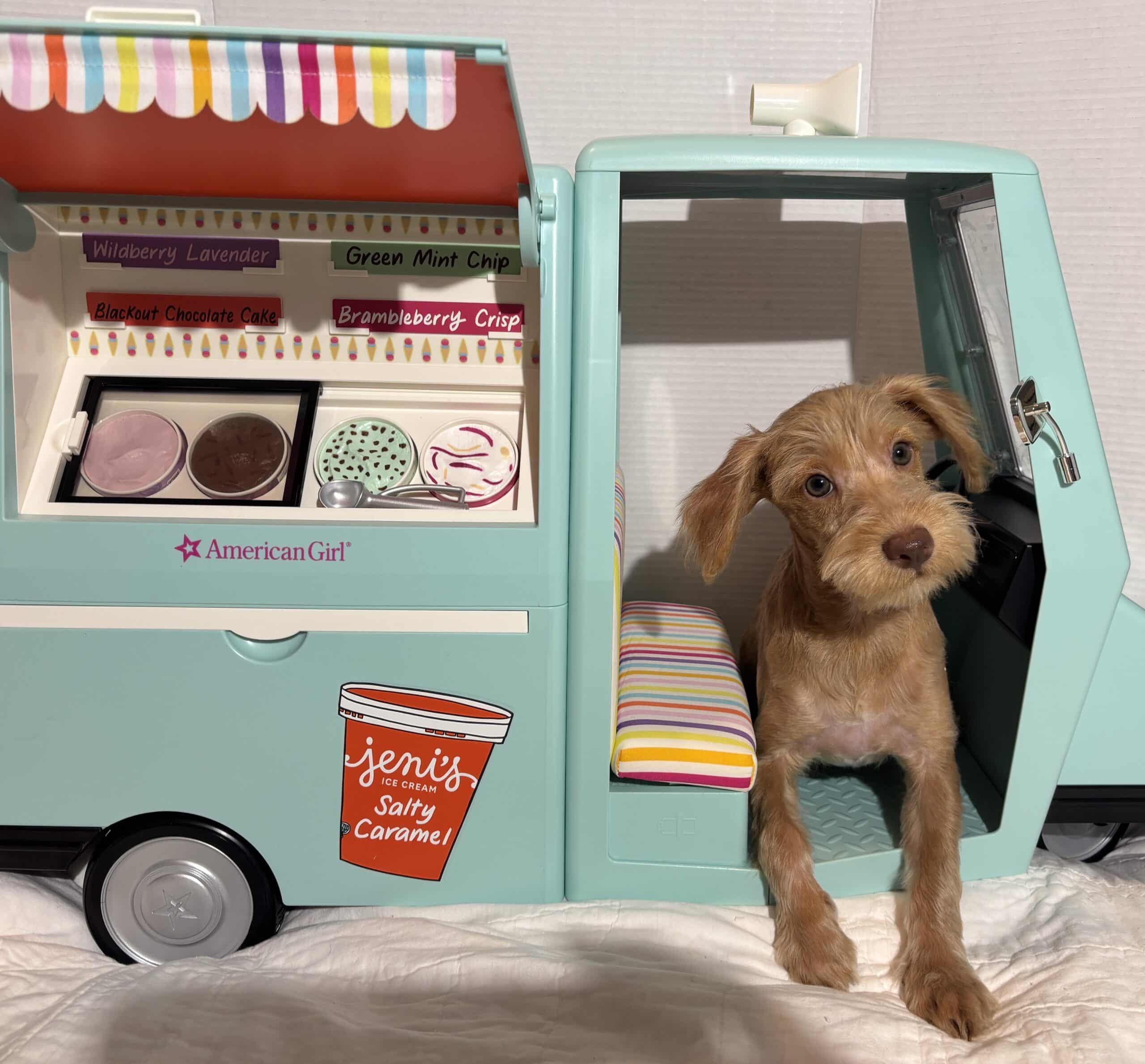 MILHOUSE – Miniature Schnoodle $2400