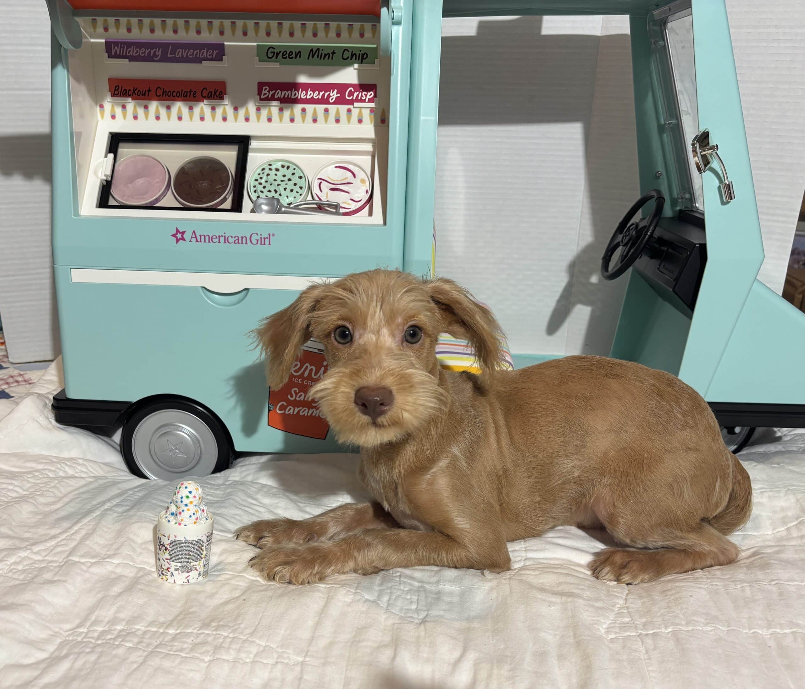 MILHOUSE – Miniature Schnoodle $2400