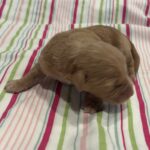 Milhouse – Miniature Schnoodle $3200