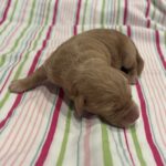 Milhouse – Miniature Schnoodle $3200