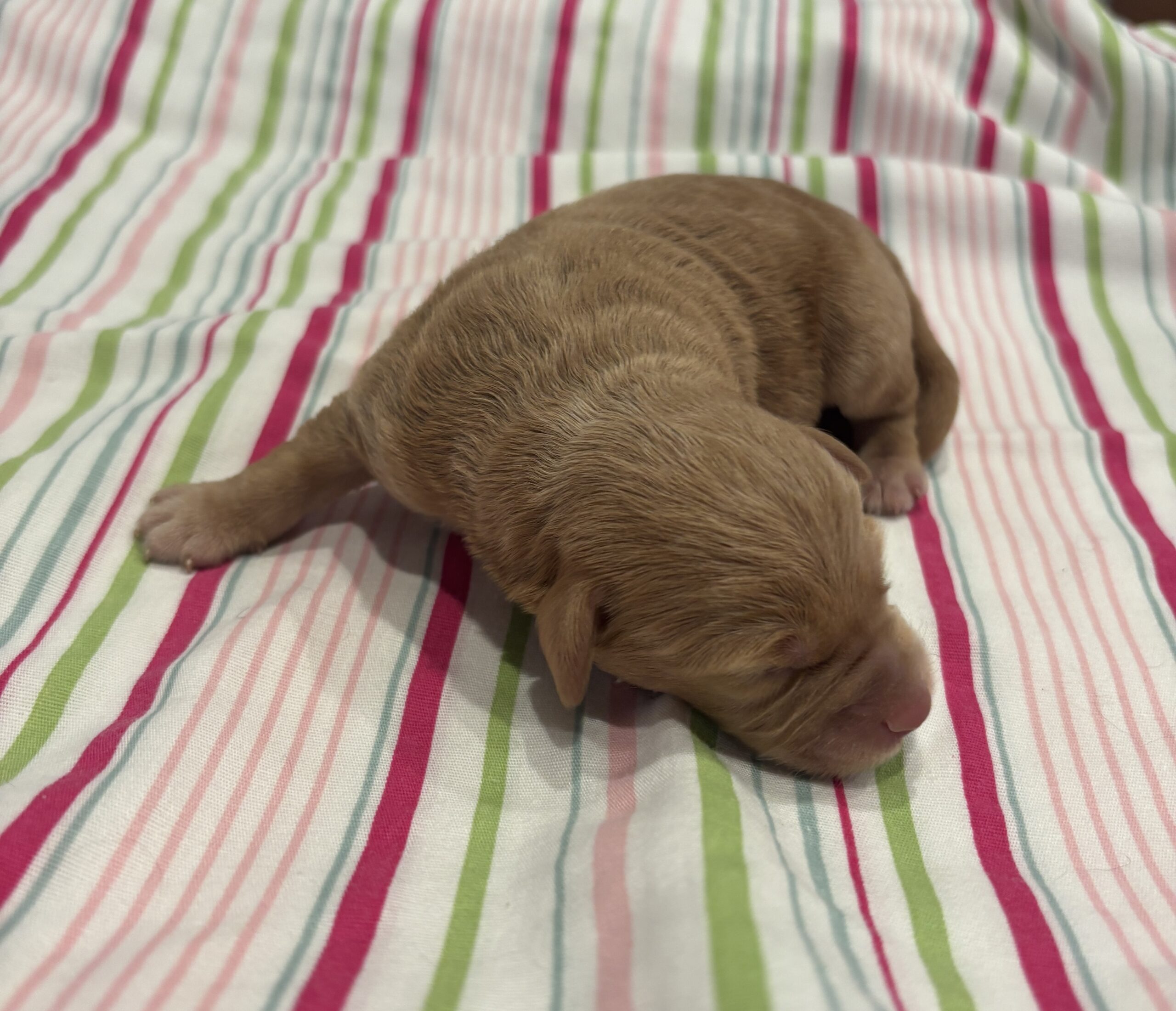 Milhouse – Miniature Schnoodle $3200