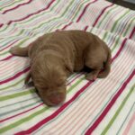 Milhouse – Miniature Schnoodle $3200