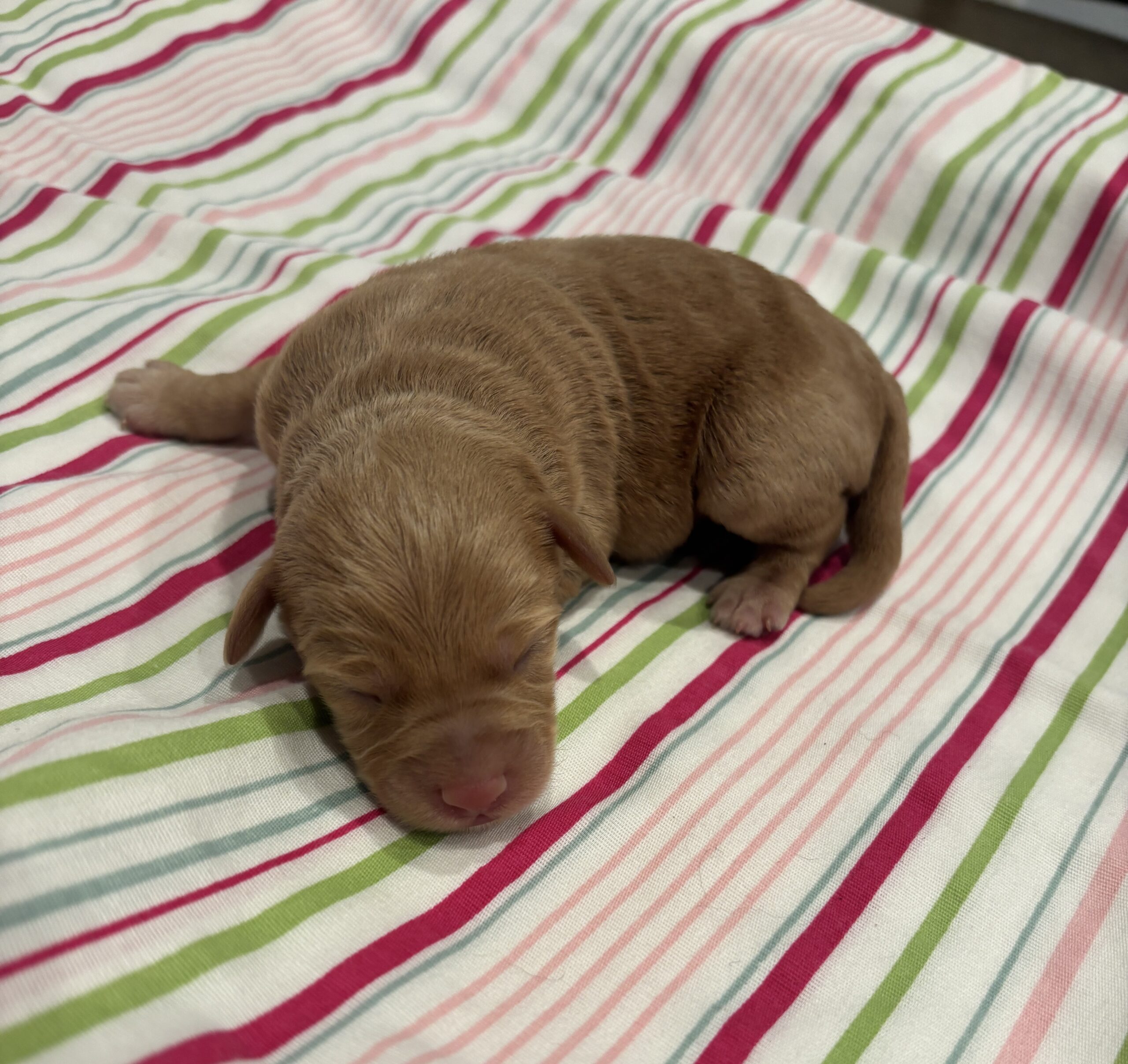 Milhouse – Miniature Schnoodle $3200