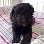 Minnie – Miniature Schnoodle $2400