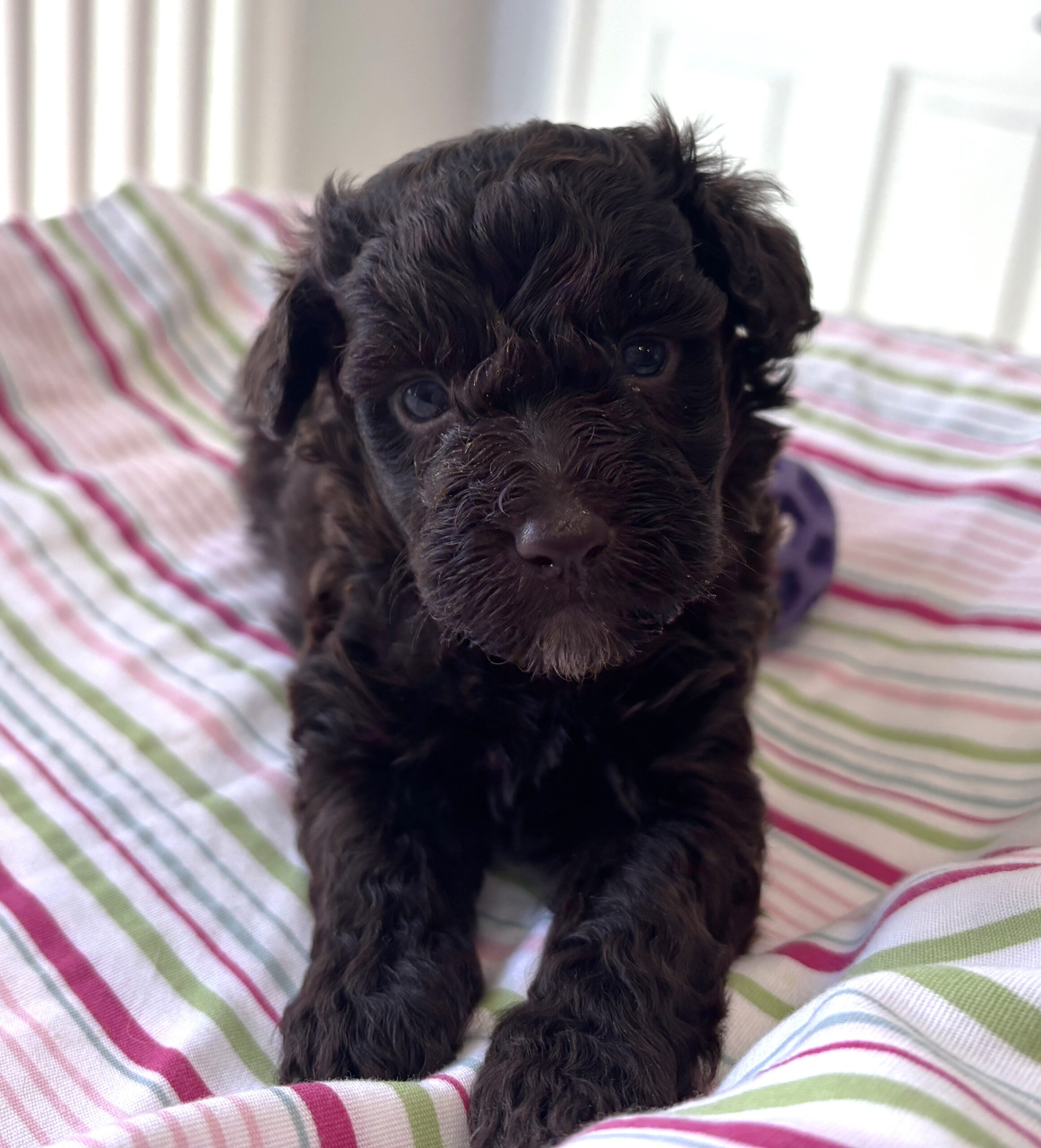 Minnie – Miniature Schnoodle $2400