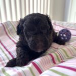 Minnie – Miniature Schnoodle $2400