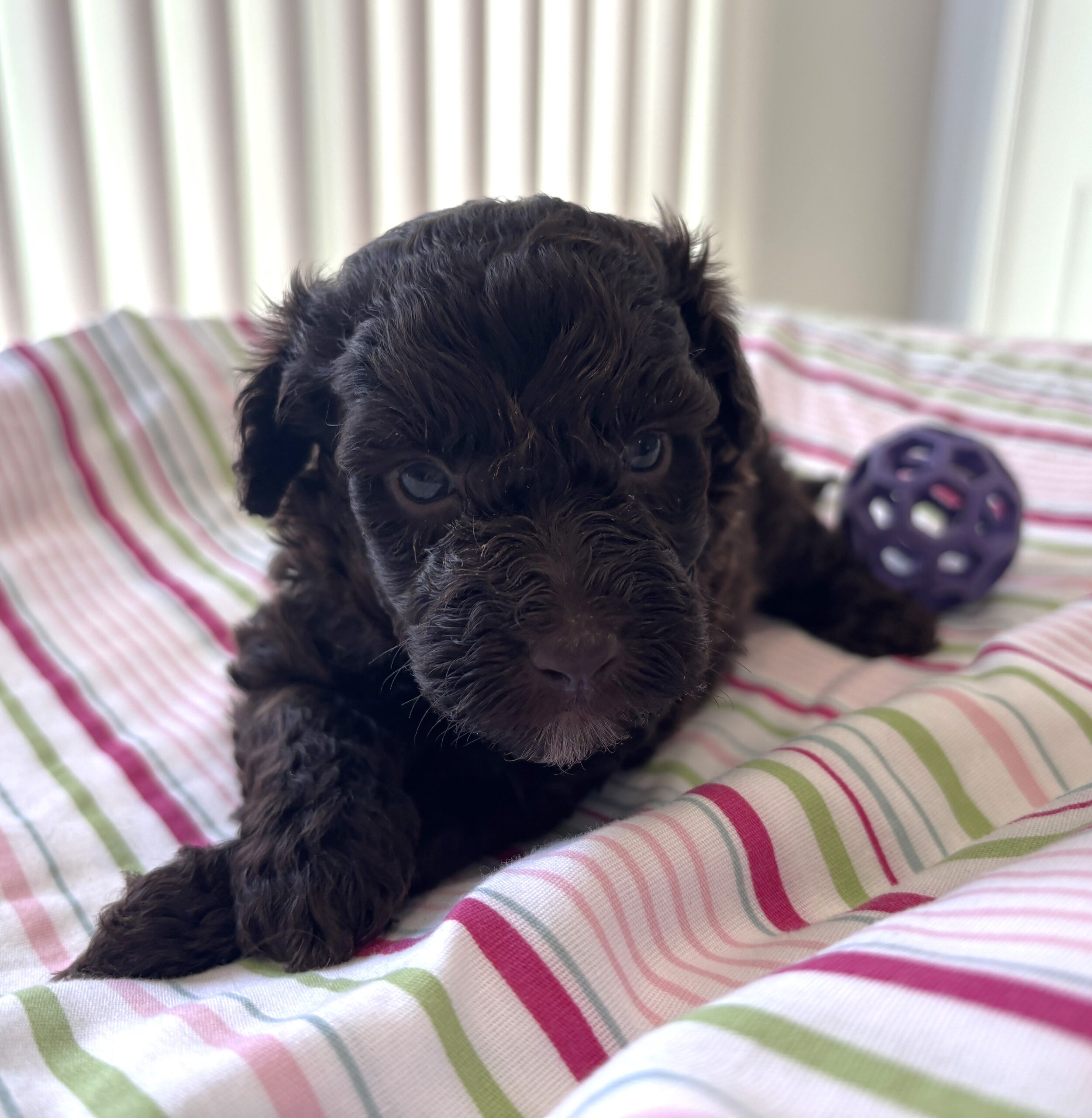Minnie – Miniature Schnoodle $2400
