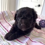 Minnie – Miniature Schnoodle $2400
