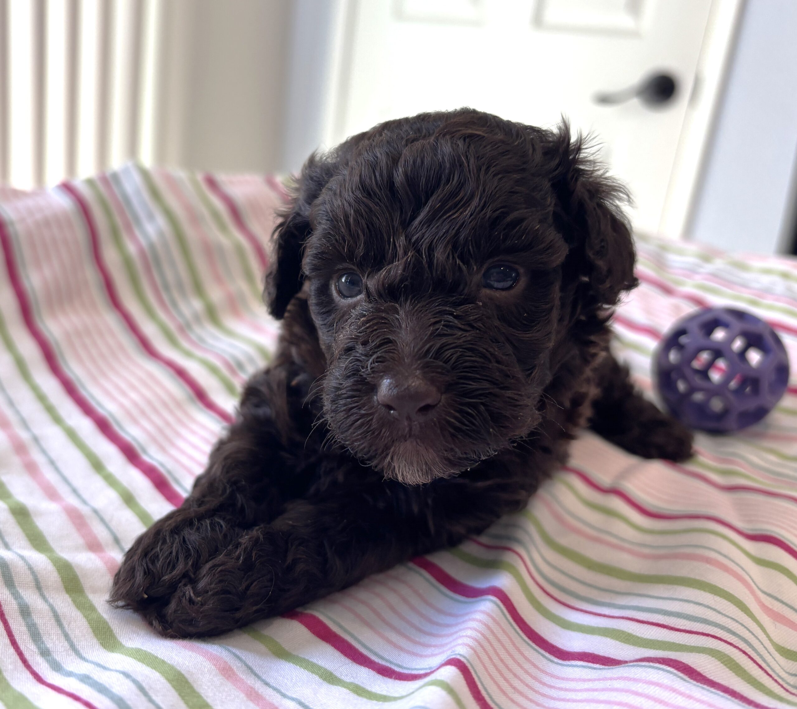 Minnie – Miniature Schnoodle $2400