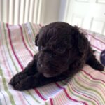 Minnie – Miniature Schnoodle $2400