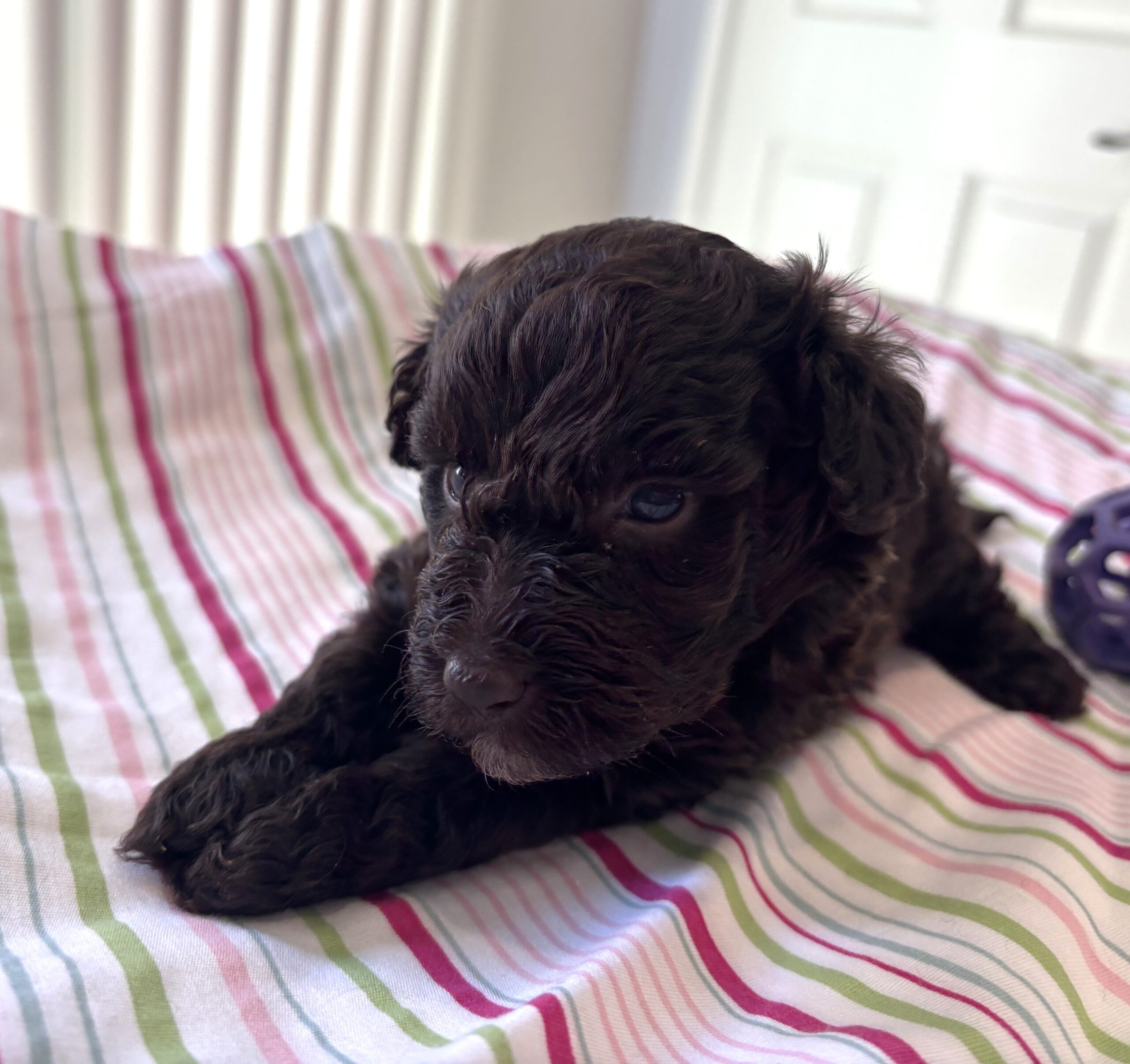 Minnie – Miniature Schnoodle $2400