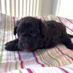 Minnie – Miniature Schnoodle $2400
