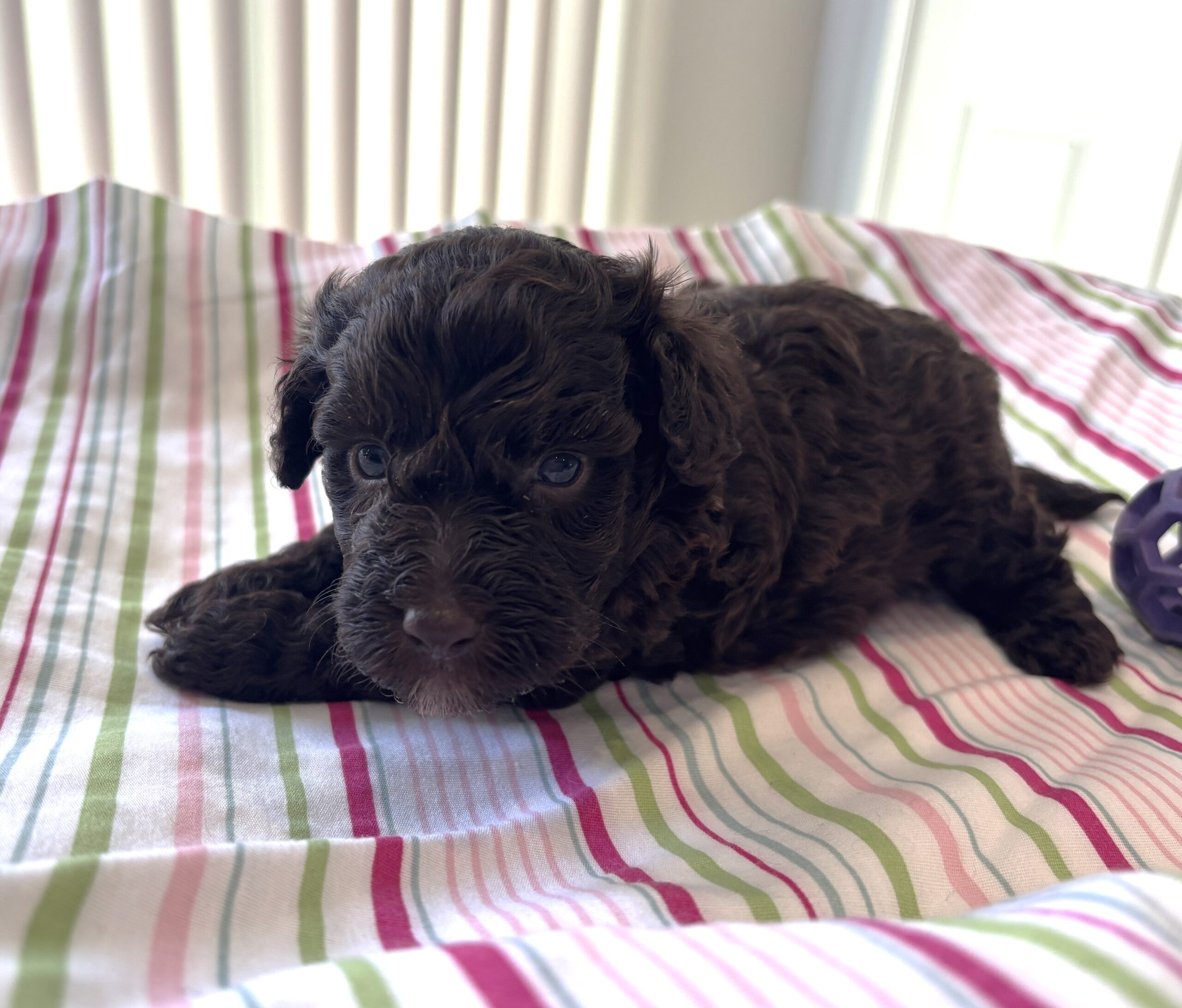 Minnie – Miniature Schnoodle $2400