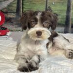 Moana – Miniature Schnauzer $1800