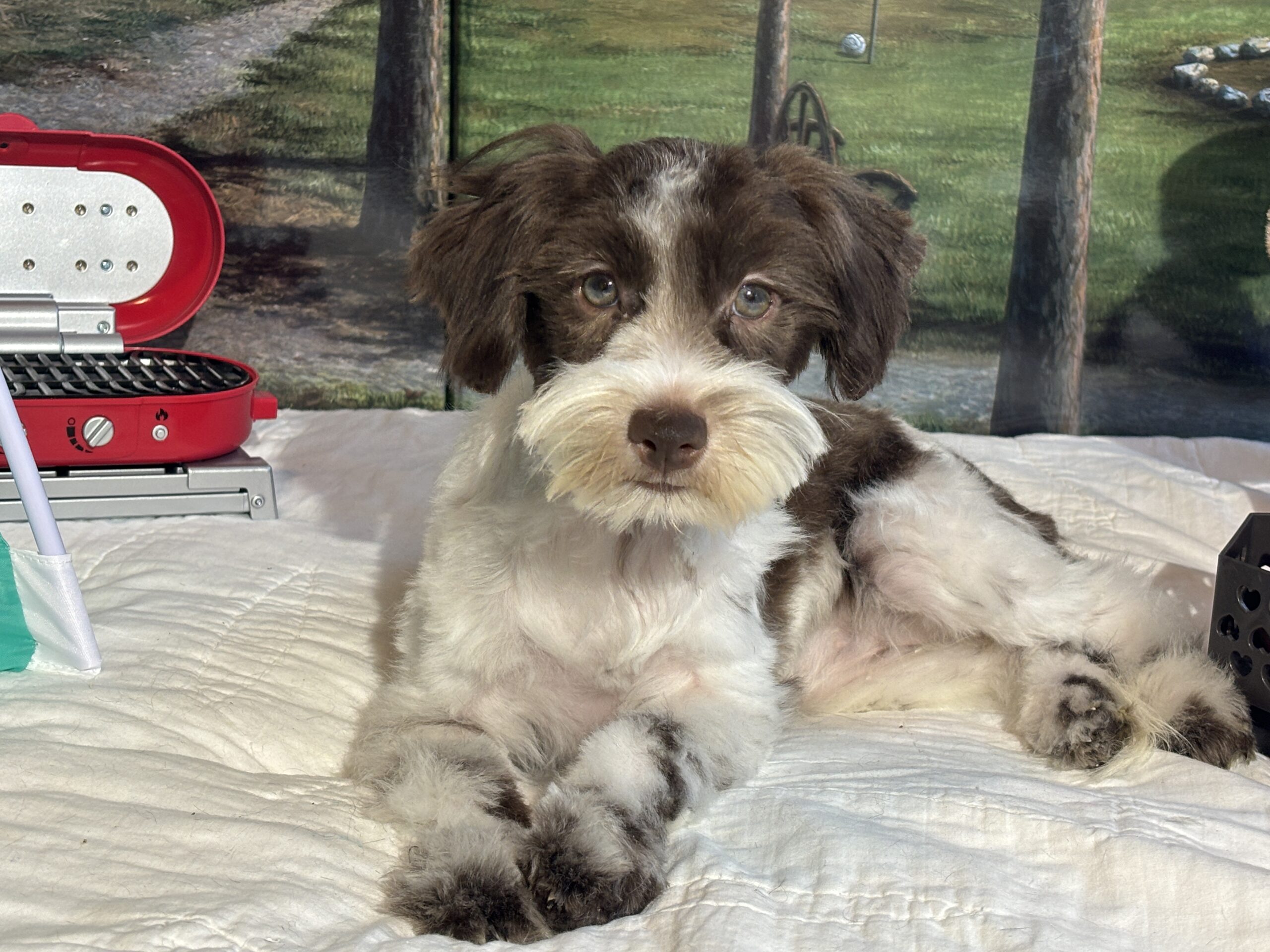 Moana – Miniature Schnauzer $1800