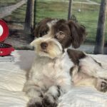 Moana – Miniature Schnauzer $1800