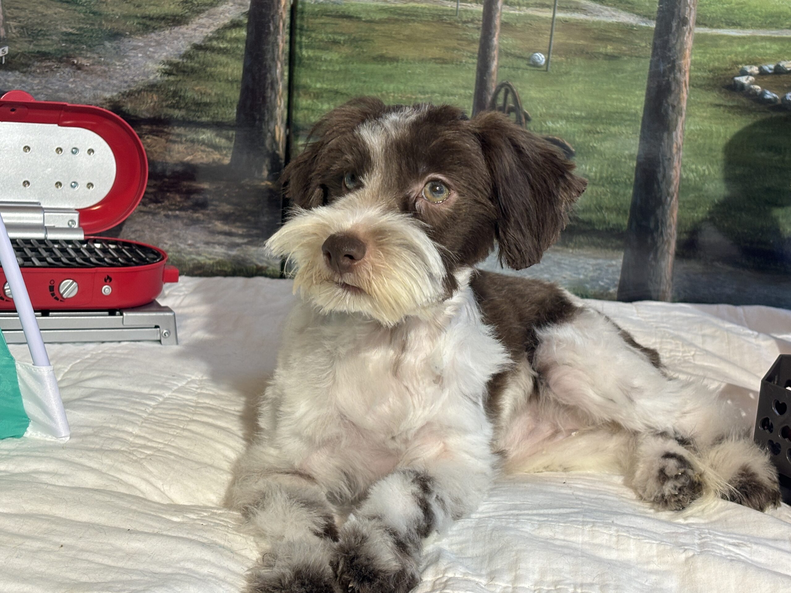 Moana – Miniature Schnauzer $1800