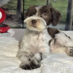 Moana – Miniature Schnauzer $1800