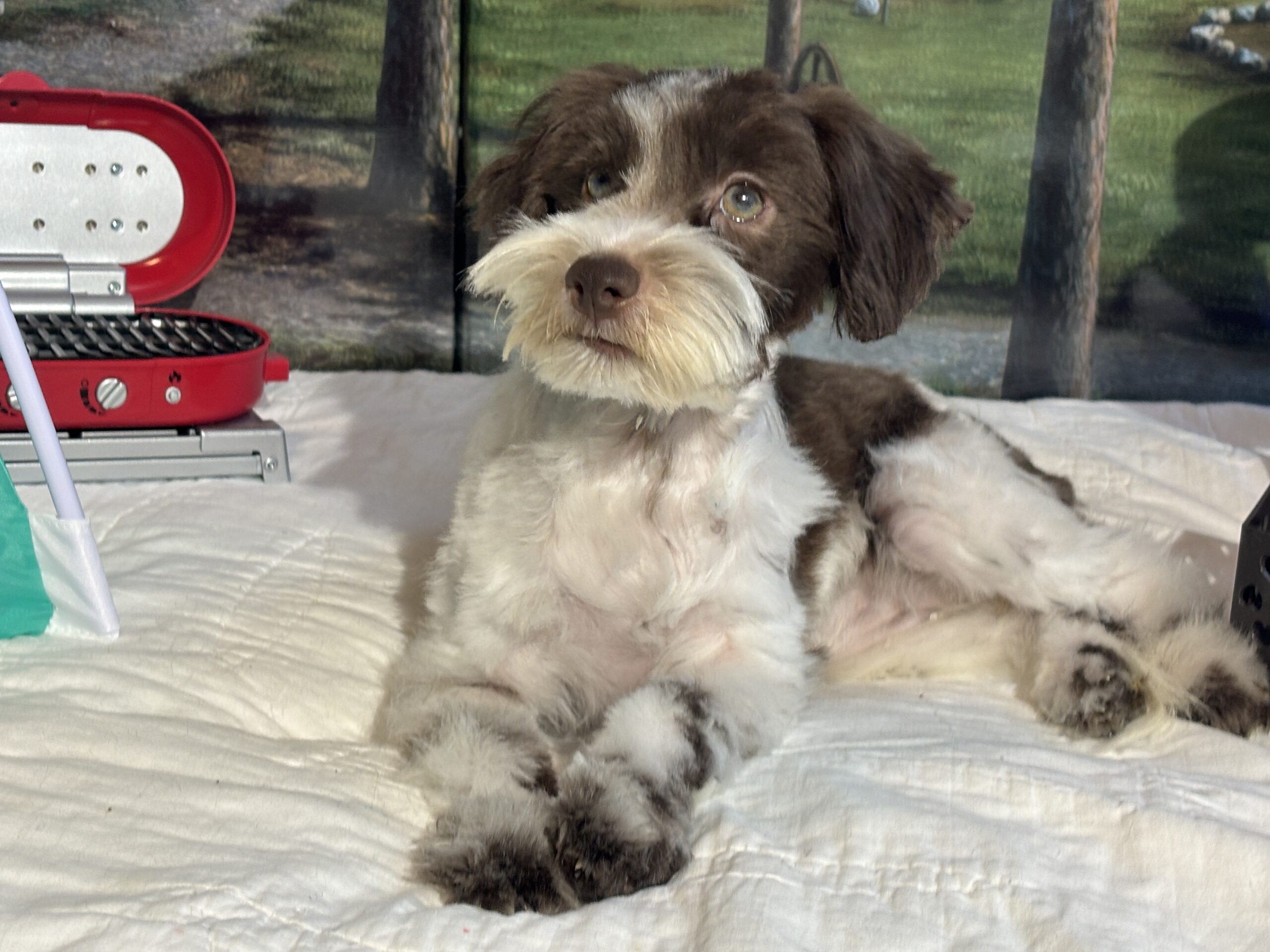 Moana – Miniature Schnauzer $1800