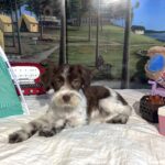Moana – Miniature Schnauzer $1800