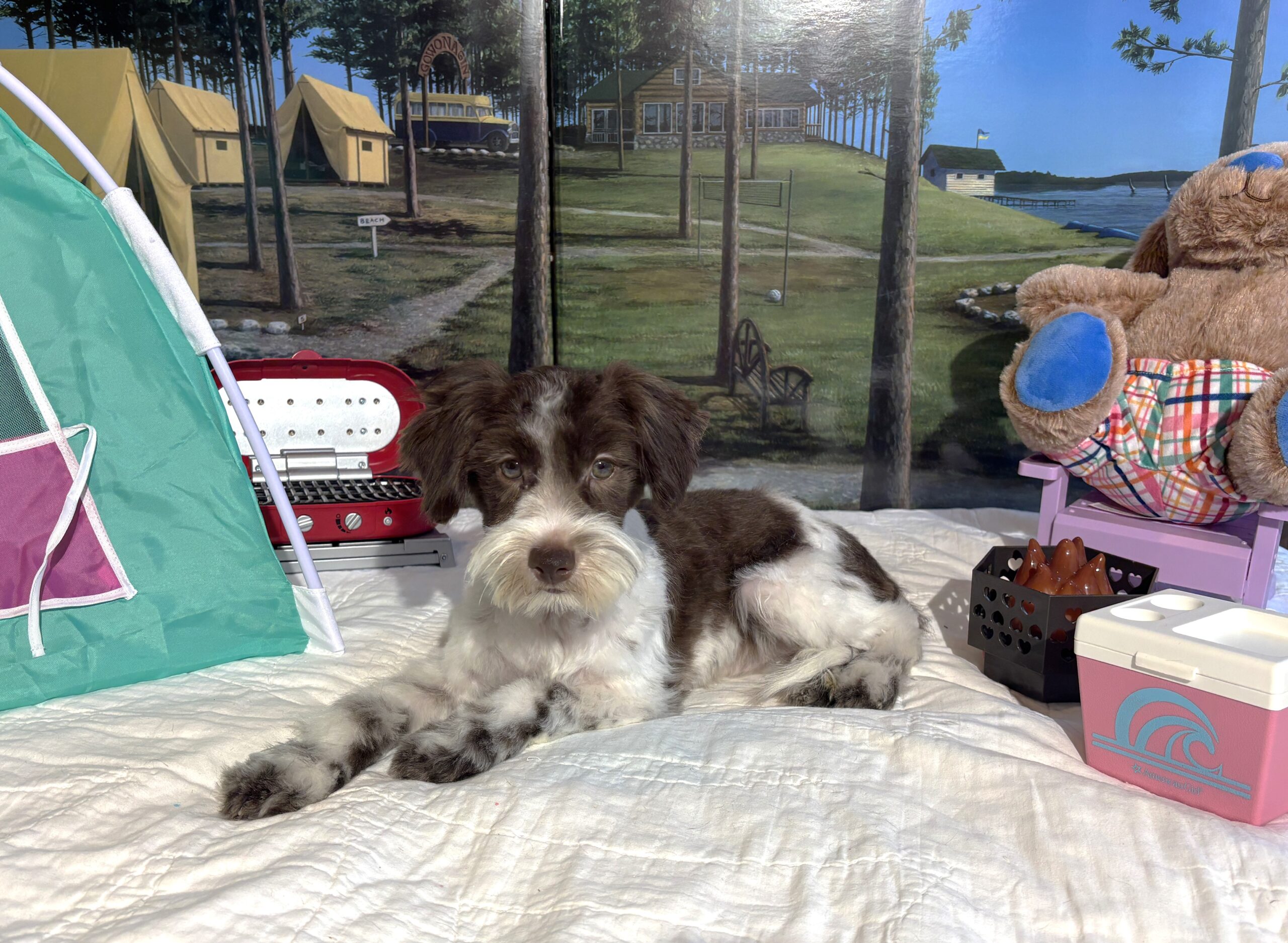 Moana – Miniature Schnauzer $1800