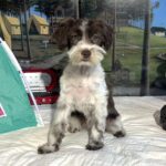 Moana – Miniature Schnauzer $1800