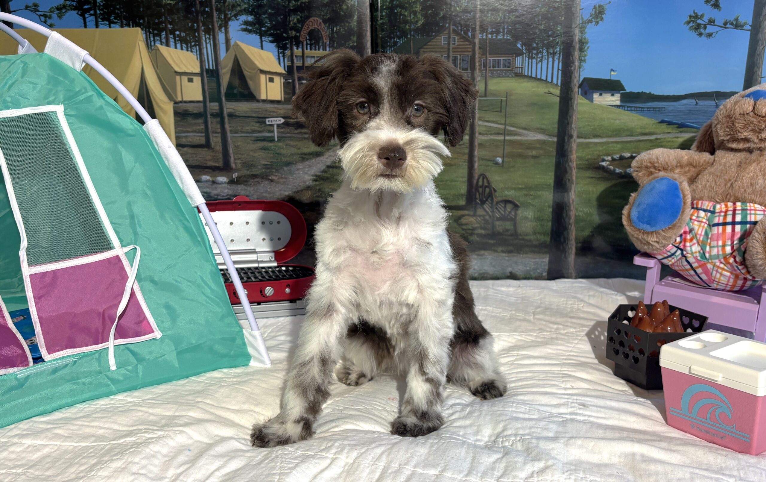 Moana – Miniature Schnauzer $1800