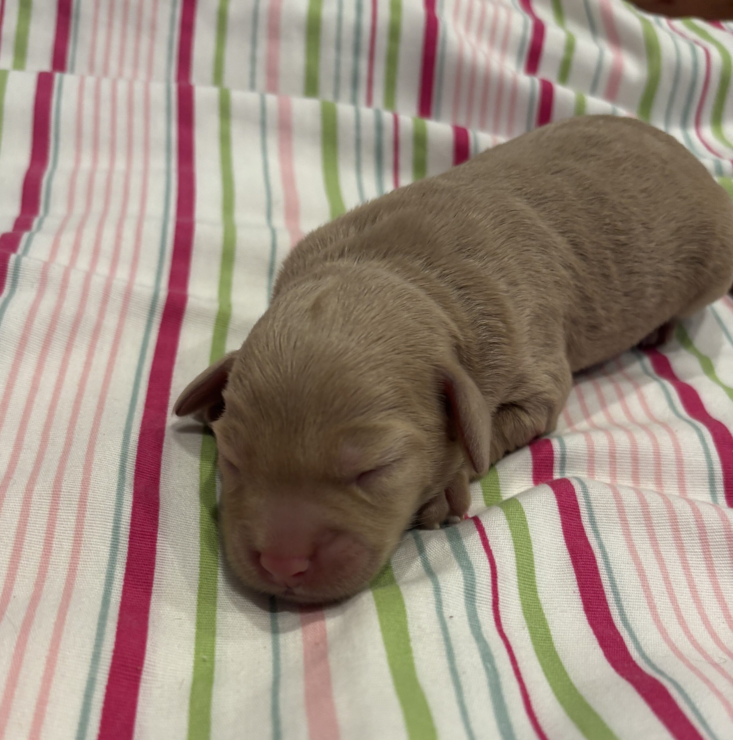 Moe – Miniature Schnoodle $2700