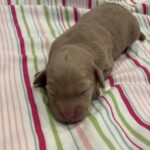 Moe – Miniature Schnoodle $2700