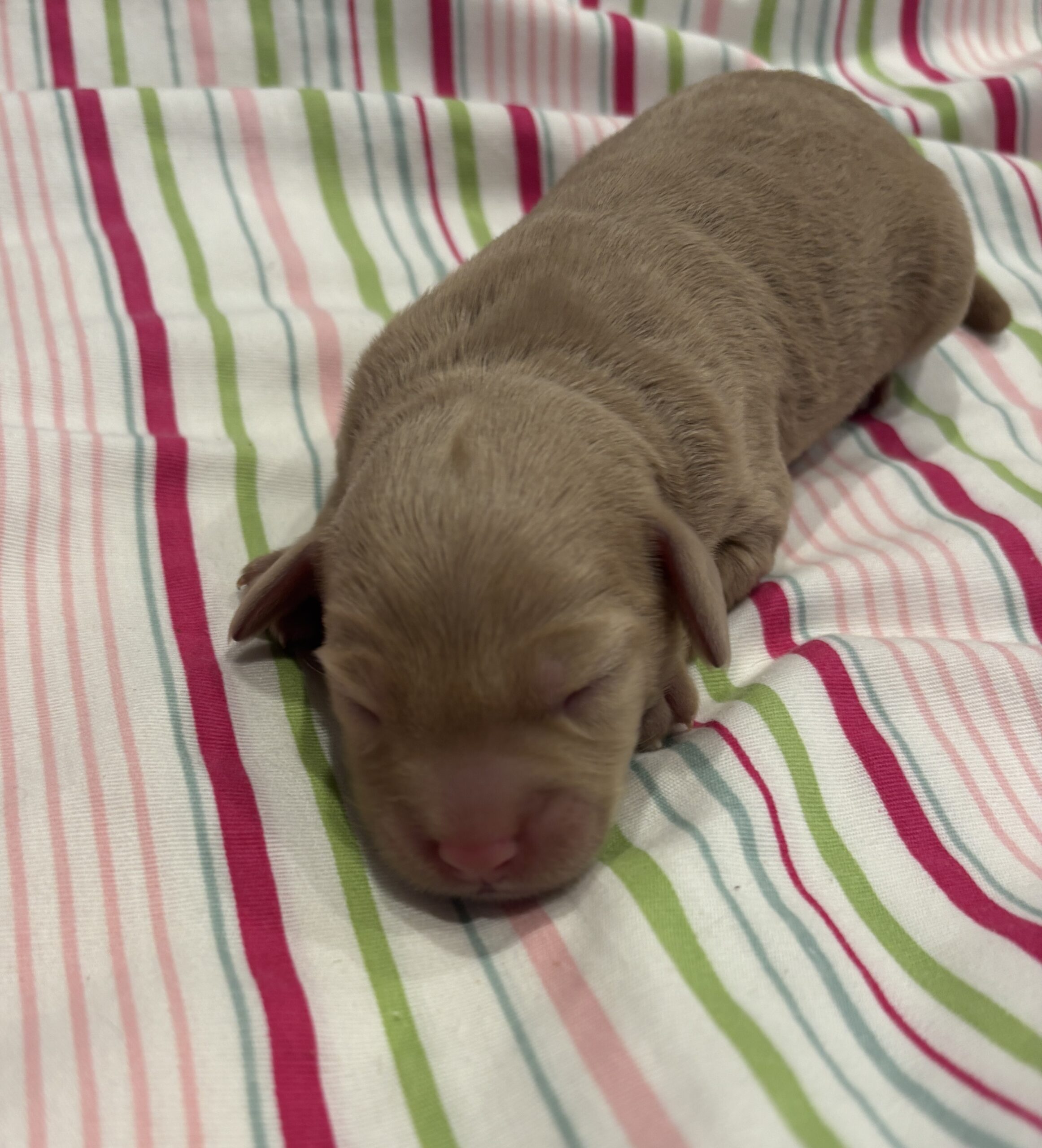 Moe – Miniature Schnoodle $2700