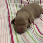 Moe – Miniature Schnoodle $2700