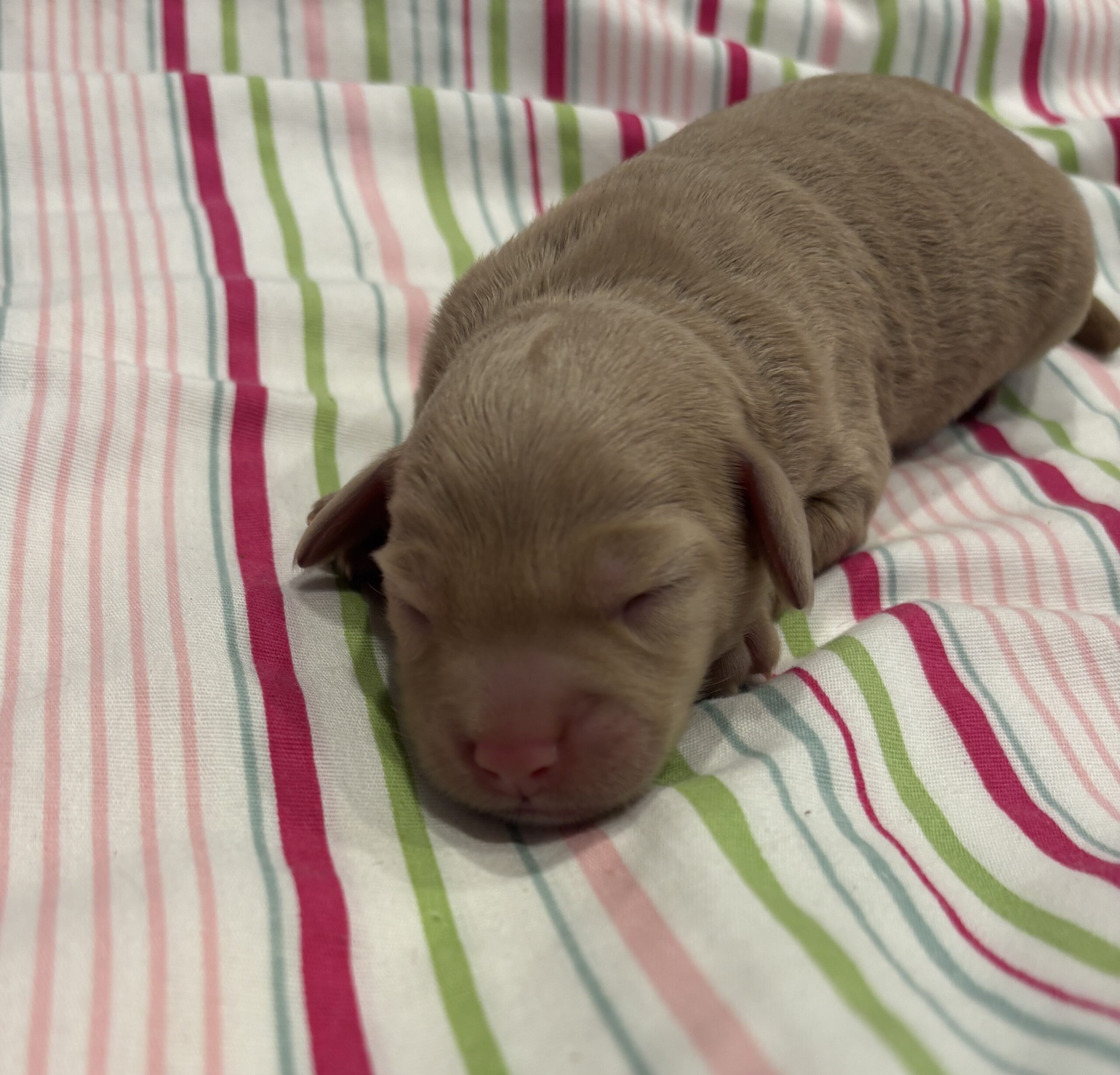 Moe – Miniature Schnoodle $2700