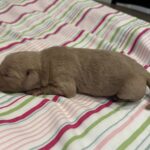 Moe – Miniature Schnoodle $2700
